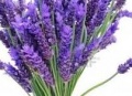 Lavender 200ml